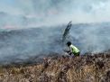 Petugas kepolisian ikut berjuang memadamkan api di Gunung Bromo