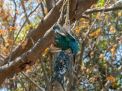 Burung dilindungi yang ditemukan mati tergantung di Pamurbaya/ foto istimewa