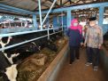 Gubernur Khofifah kunjungi Koperasi Peternakan Sapi Perah 