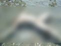 1 Jenazah ABK Asal Probolinggo Kembali Ditemukan di Perairan Madura
