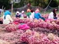Petani di Probolinggo sedang memanen bawang merah