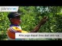 Video: Makan Jeruk Sepuasnya Sekaligus Belajar Pada Ahlinya