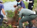 Petugas mnegevakuasi bangkai Bean, orangutan kalimantan yang tewas terbunuh