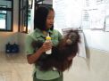 Nadia bayi orangutan saat digendong keeper.
