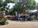 Pohon Gada yang terbelah dan tumbang di rumah Bung Karno di blitar