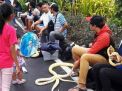 Mengenal Komunitas Pecinta Reptil di Surabaya