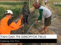 Video: Petani dan TNI di Tulungagung Geropyok Tikus
