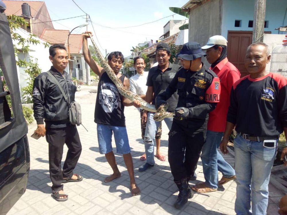 Petugas dibantu warga mengevakuasi ular piton sepanjang 3 meter