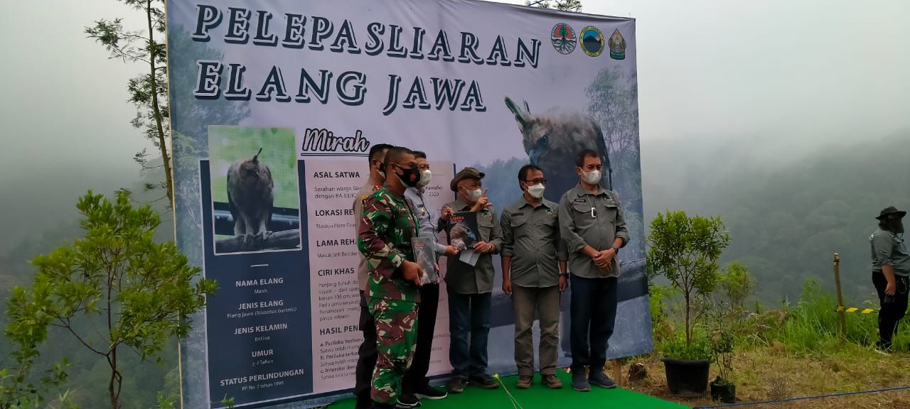Saat pelepasan Elang Jawa. (Istimewa)