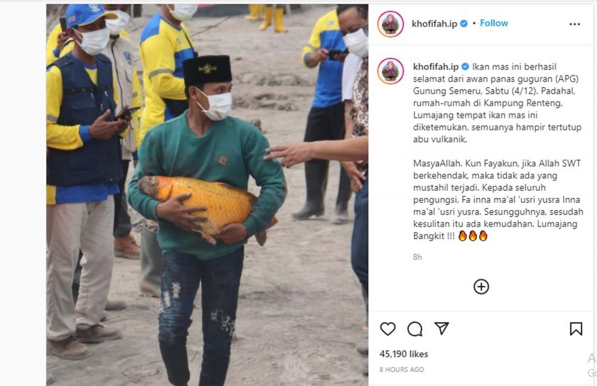 Penemuan ikan mas yang selamat dari awan panas guguran Gunung Semeru (Foto: Tangkapan layar akun Instagram @khofifah.ip)