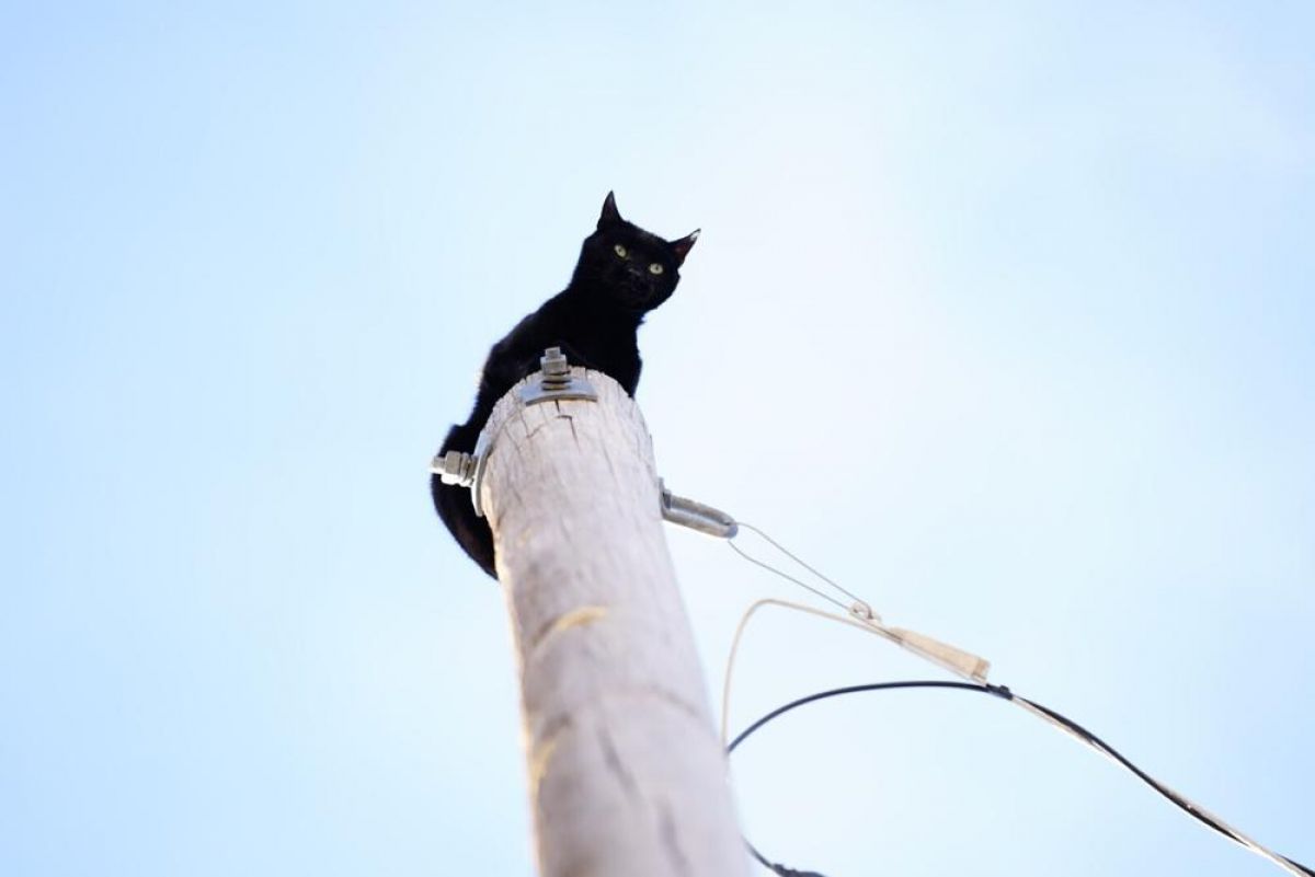 Panther terjebak di tiang listrik setinggi 11 meter selama berhari-hari. (Foto-foto: Philip B. Poston/Sentinel Colorado via AP )