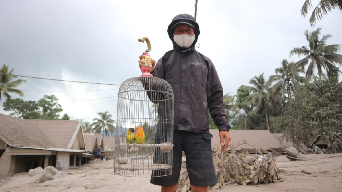 Sepasang Lovebird ditemukan hidup saat hewan ternak lainnya terpanggang APG.