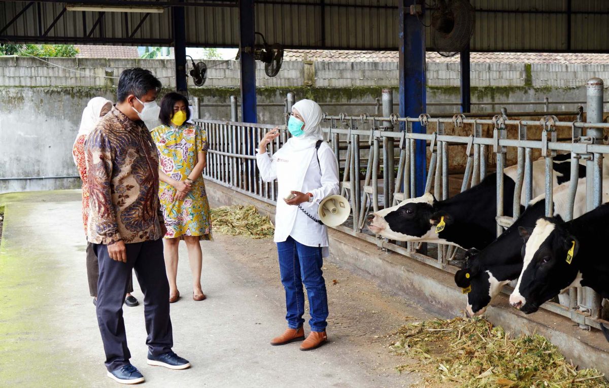 Kunjungan Nestle Indonesia ke Rearing Farm Koperasi Sae Pujon, Malang.