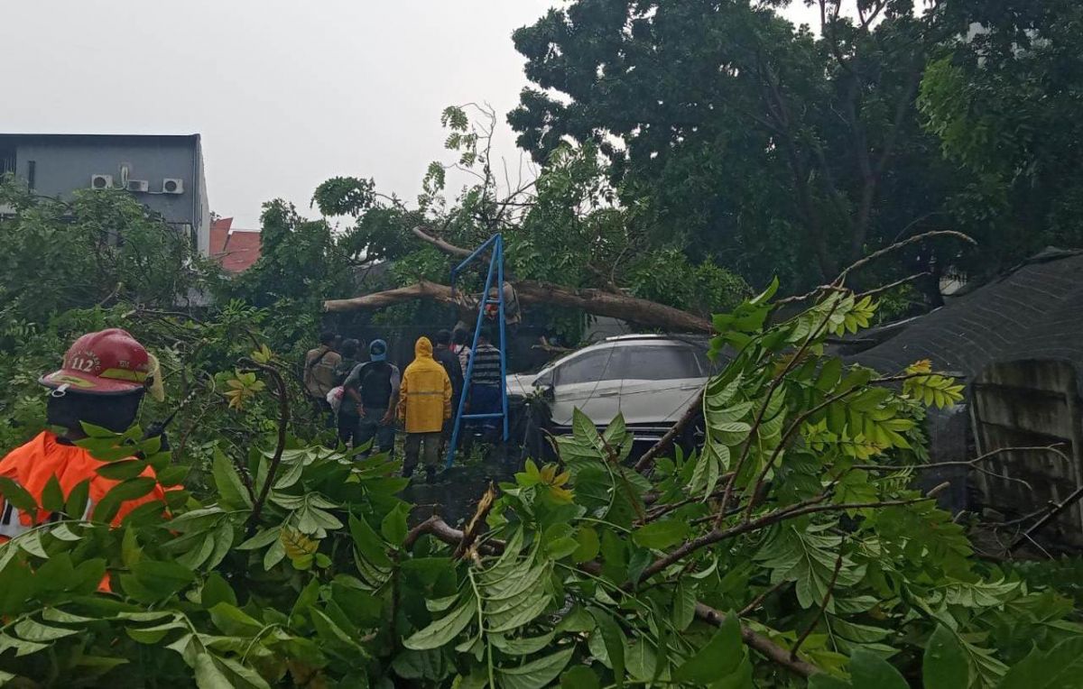 Pohon Tumbang di Embong Kaliasin Surabaya timpa mobil parkir. (Foto: Info Kedaruratan 112/jatimnow.com)