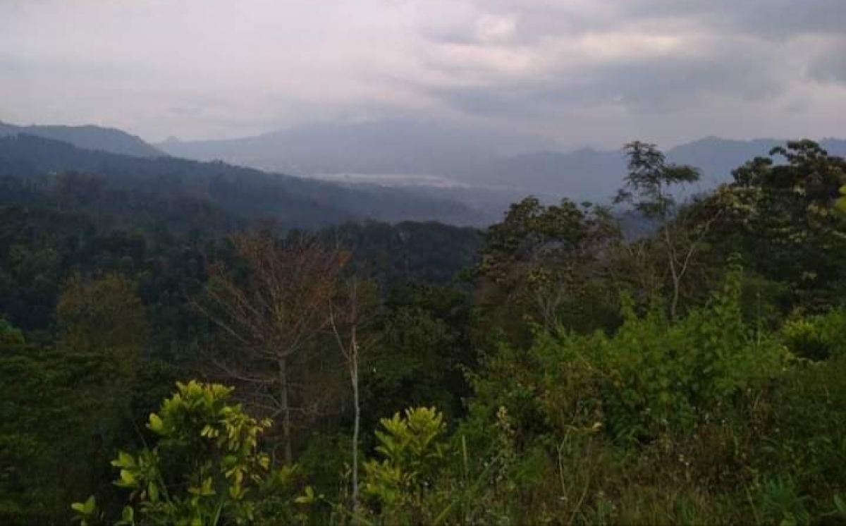 Hutan Gondanglegi, Desa Purworejo, Kecamatan Ngantang, Kabupaten Malang. (Foto: Supri Batuart for jatimnow.com)