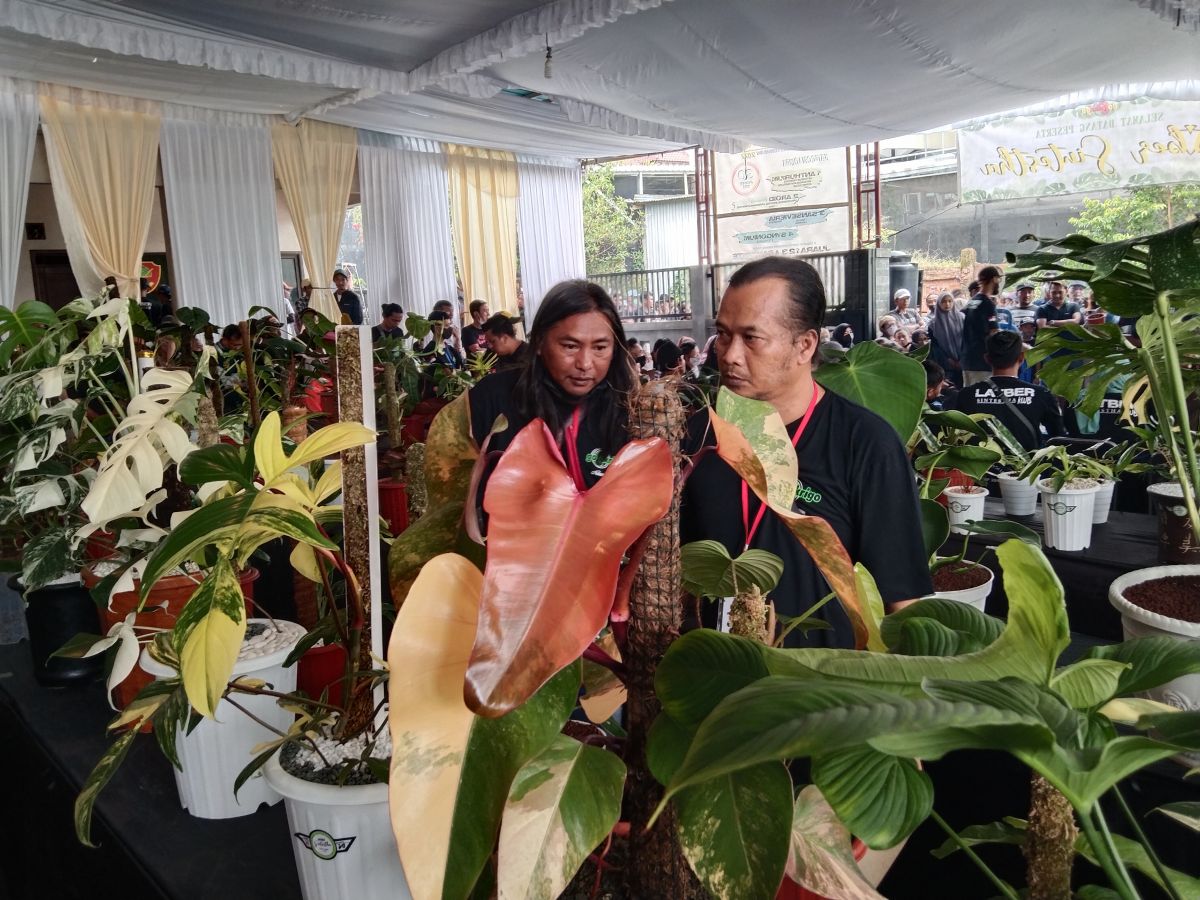 Keindahan ratusam tanaman hias yang ikut dalam kontes di Kota Batu. (Foto: Galih Rakasiwi/jatimnow.com)