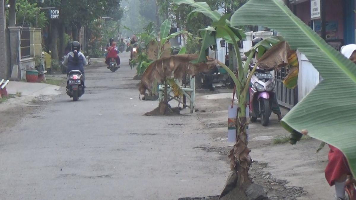 Jalan Desa Rusak Warga Di Jombang Tanam Pohon Pisang