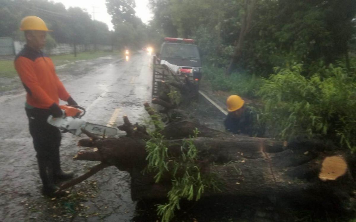 Petugas mengevakuasi pohon tumbang di Probolinggo.