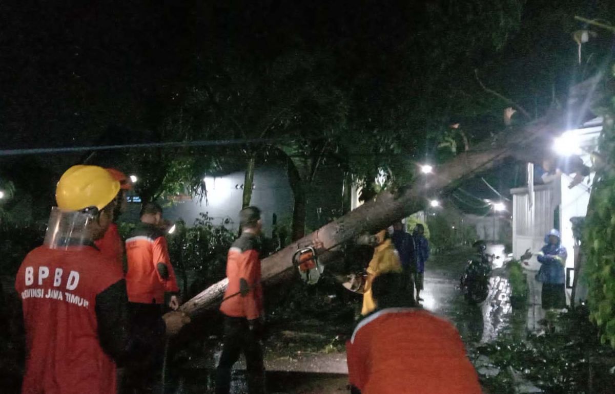 Anggota BPBD Kota Probolinggo mengevakuasi pohon tumbang yang menimpa rumah warga