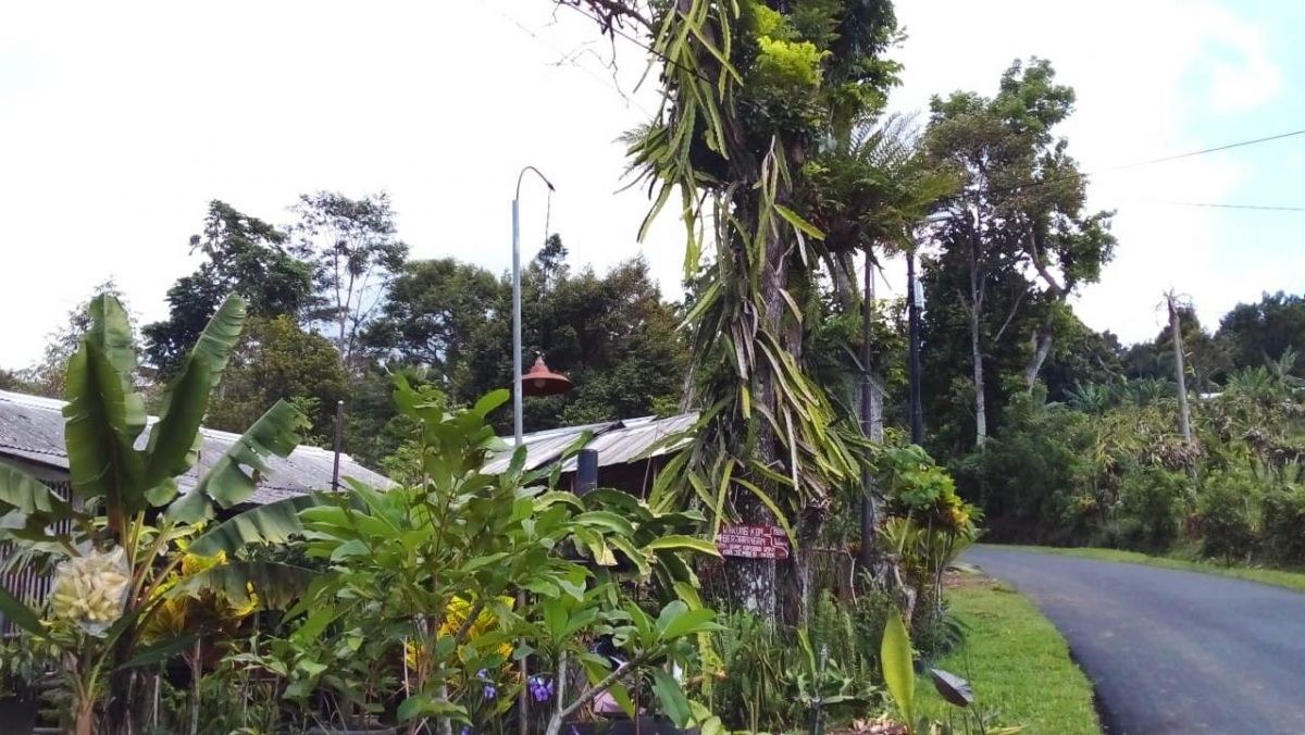 Warung Mbah Warno berada di kebun buah naga lingkungan asri di Kemuninglor, Jember.