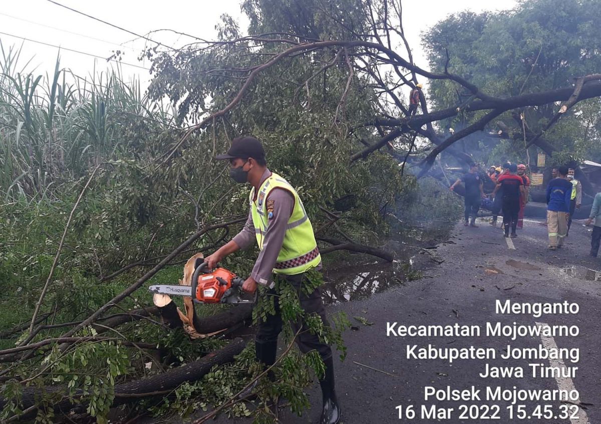 Petugas melakukan evakuasi pohon tumbang di jalan penghubung Kecamatan Mojowarno dan Jogoroto (Foto: Polsek Mojowarno)
