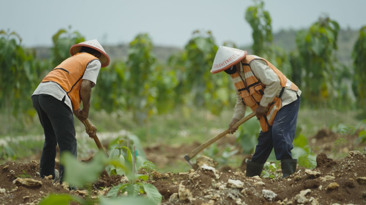 Penanaman pohon jati oleh petani green belt di lahan pascatambang batu kapur Pabrik Tuban, Jawa Timur