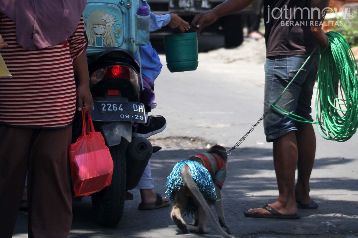 Monyet saat diajak majikannya berkeliling mengamen berharap uang pemberian dari pengunjung pasar.