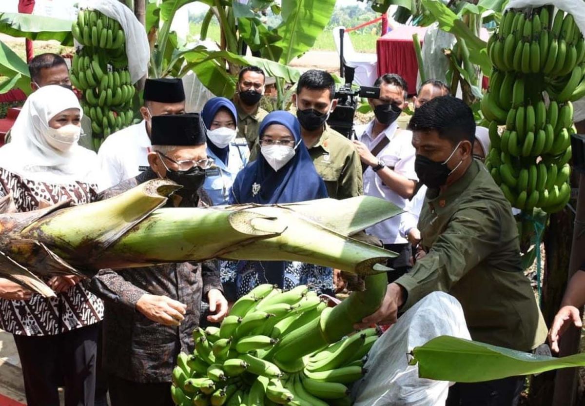 Gubernur Khofifah saat mendampingi Wakil Presiden Ma'ruf Amin panen perdana pisang cavendish di Desa/Kecamatan Pulung, Kabupaten Ponorogo