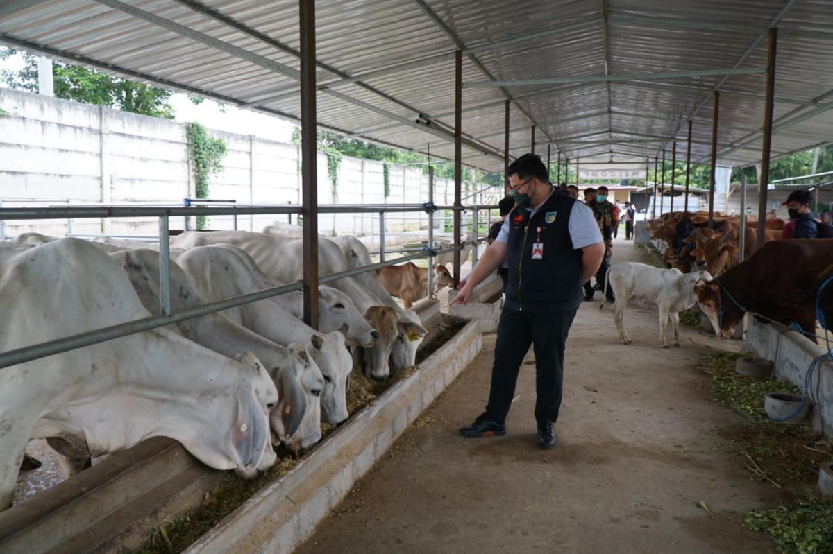 Bupati Kediri, Hanindhito Himawa Pramono (Mas Dhito) saat melihat kondisi sapi yang diternak kelompok tani