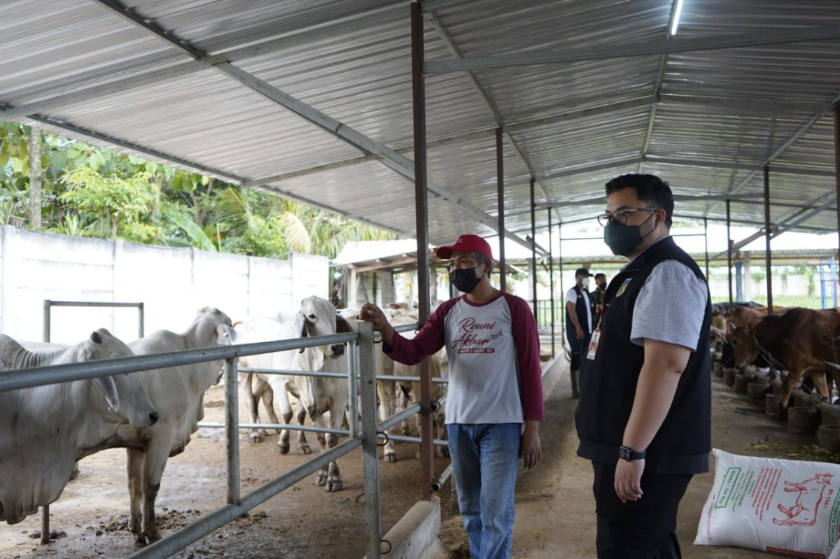 Bupati Kediri, Hanindhito Himawa Pramono (Mas Dhito) saat melihat kondisi sapi yang diternak kelompok tani (Foto-foto: Dok Humas Pemkab Kediri)