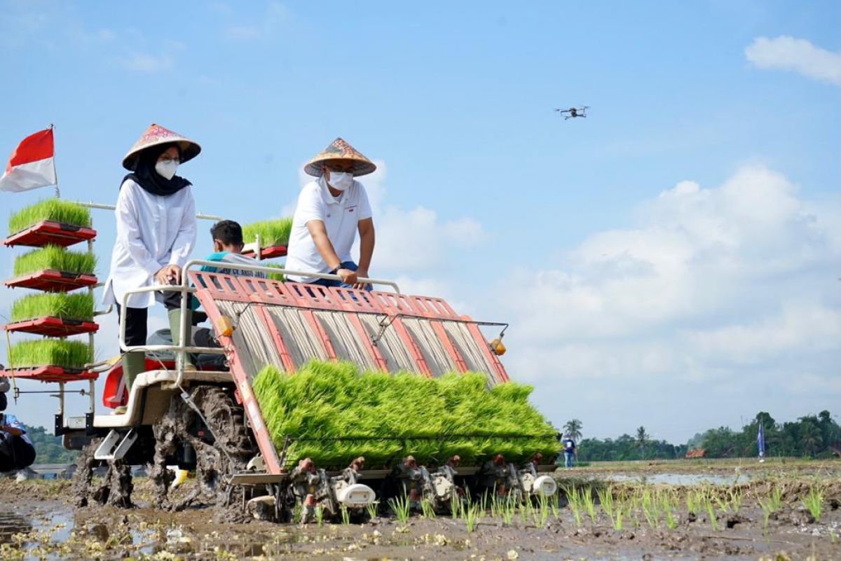 Bupati Banyuwangi Ipuk Fiestiandani ikut menanam padi dengan peralatan modern.(Foto: Humas Pemkab Banyuwangi)