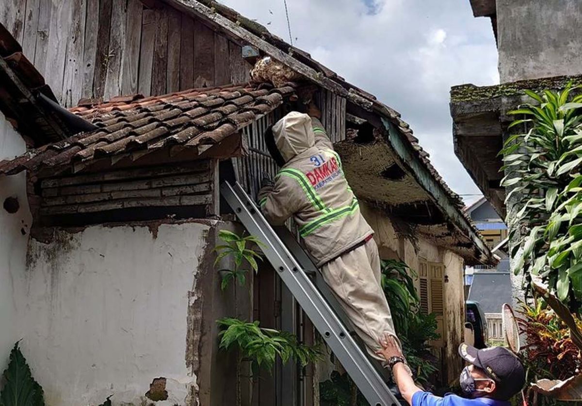 Salah satu aksi Damkar Kabupaten Malang saat mengevakuasi sarang tawon di Desa Langlang, Kecamatan Singosari (Foto: Damkar Kabupaten Malang)