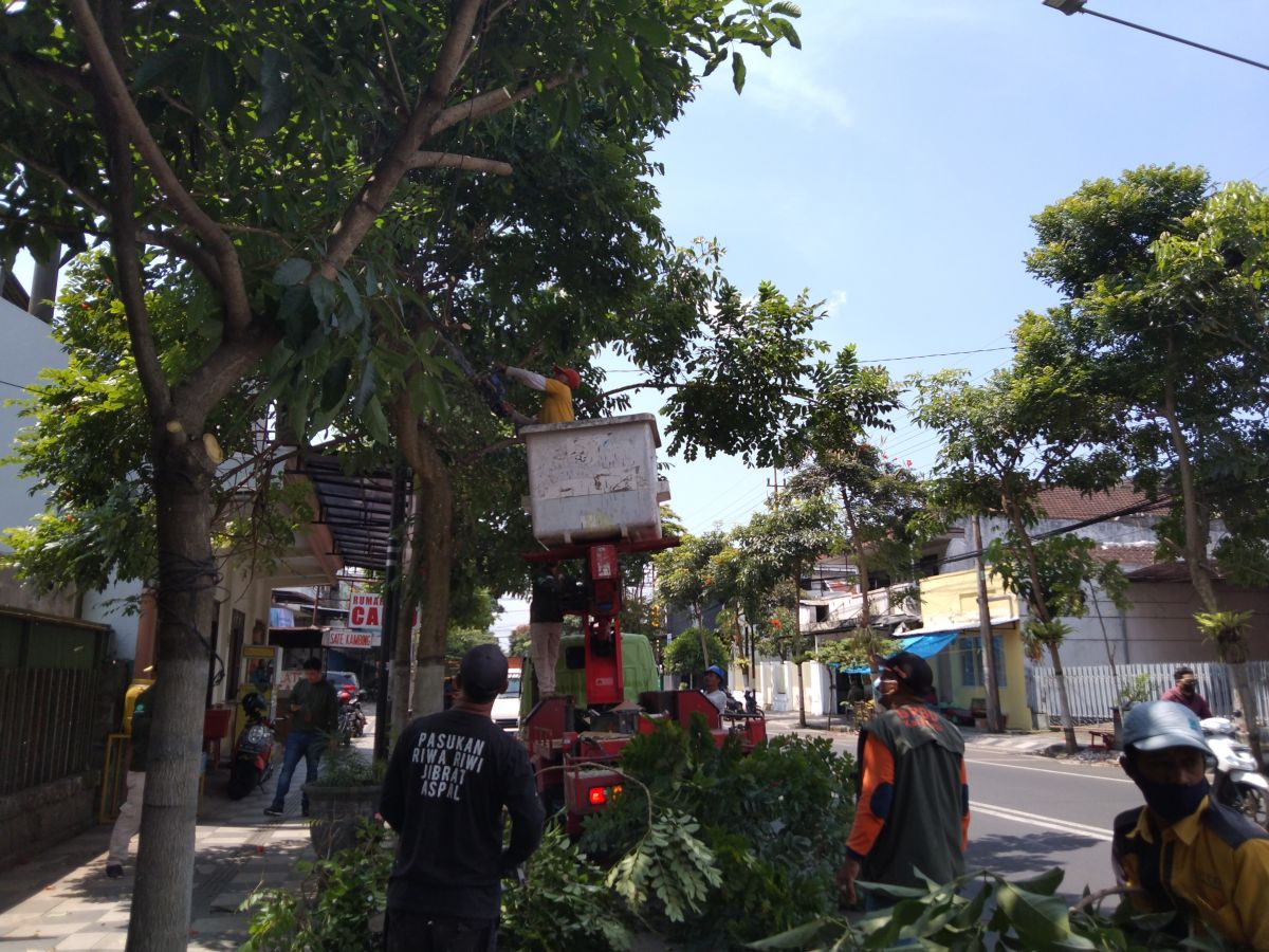 Petugas DPUPR Kota Batu saat melakukan pemangkasan ranting pohon di seputaran Kota Batu demi berikan rasa aman dan nyaman. (Foto: Galih Rakasiwi/jatimnow.com)