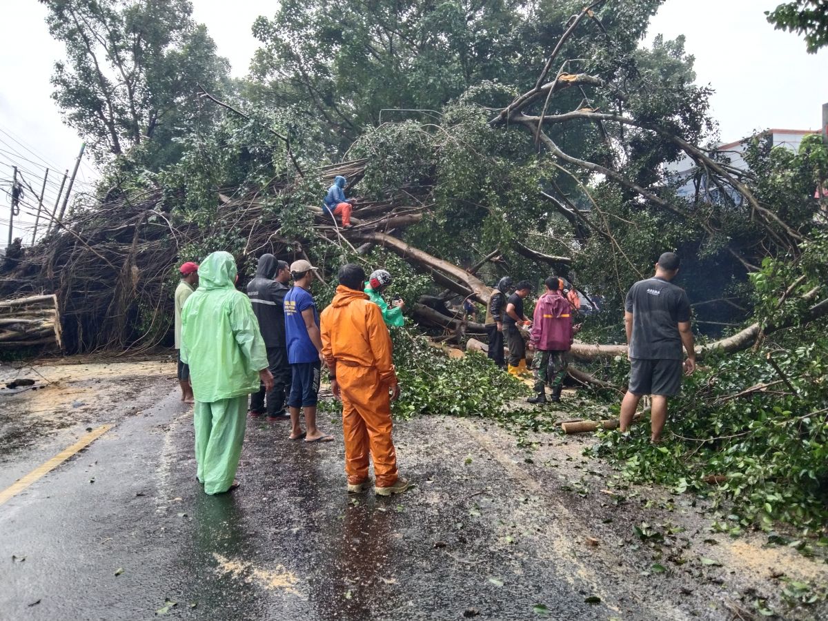 Pohon setinggi 10 meter tumbang di Jalan Raya Kebonagung, Kecamatan Pakisaji. (Foto: Rizal Adhi/jatimnow.com)