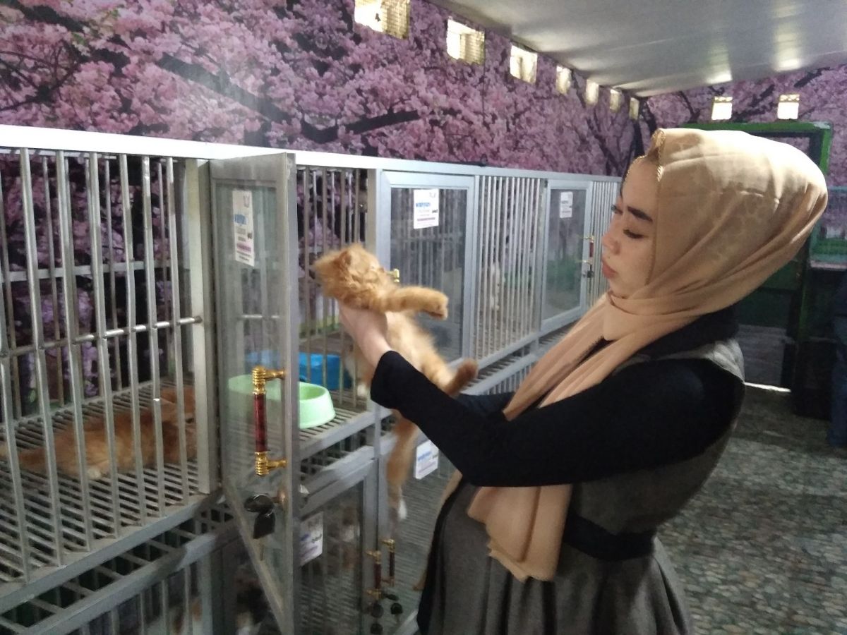 Suasana rumah penitipan kucing Wahyuni Cathouse di Dusun Kanigoro, Desa Puton, Kecamatan Diwek, Kabupaten Jombang, yang mulai ramai dikunjungi pelanggan.(Foto: Elok Aprianto)