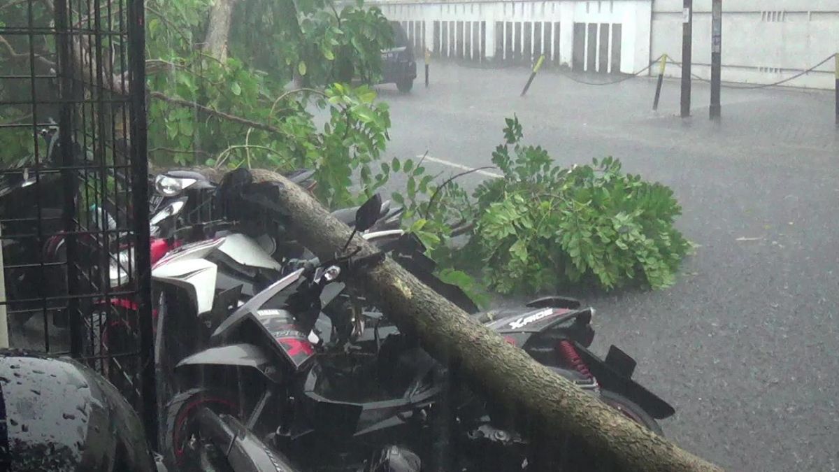 Pohon tumbang menimpa sepeda motor di depan Warunk Up Normal di Jalan Panglima Polim.(Foto: Yanuar Dedy)
