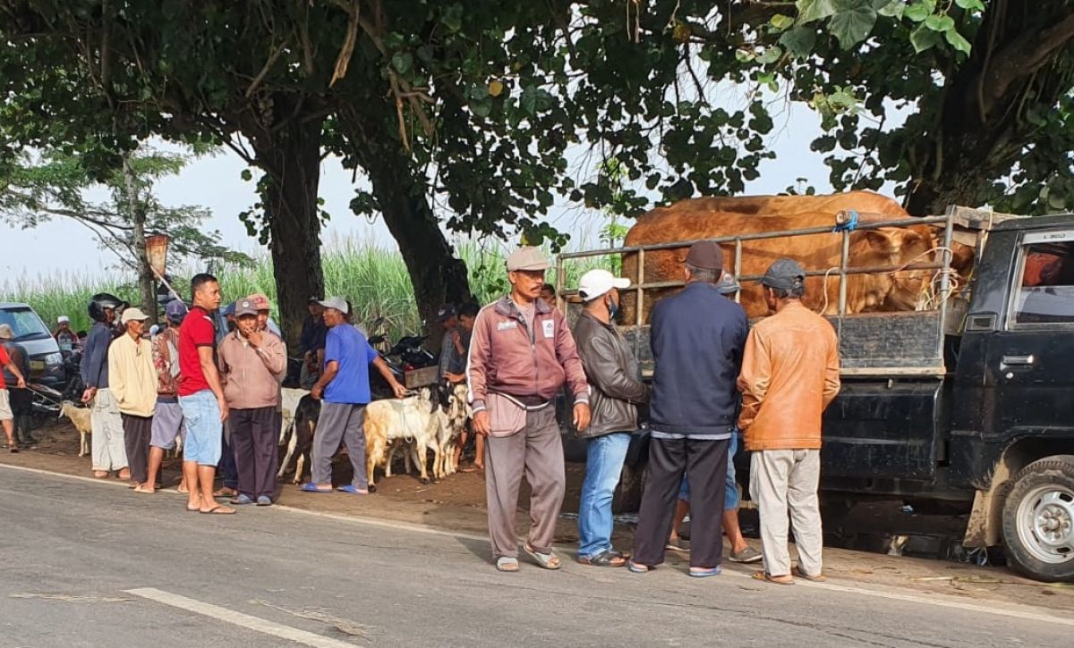Para pedagang sapi yang tetap nekat turun ke jalan membawa hewan ternaknya. (Foto: Rizal Adhi Pratama/jatimnow.com)