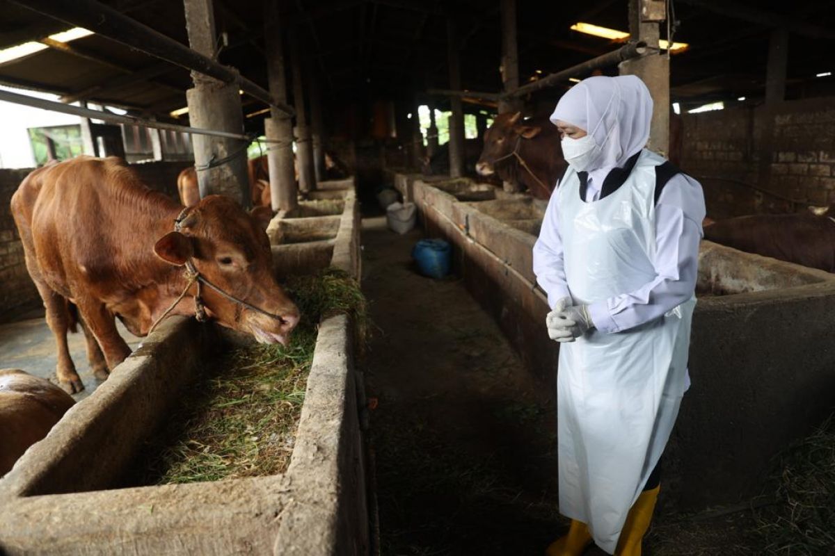 Gubernur Khofifah memberikan perhatian serius untuk penanganan wabah PMK pada sapi.