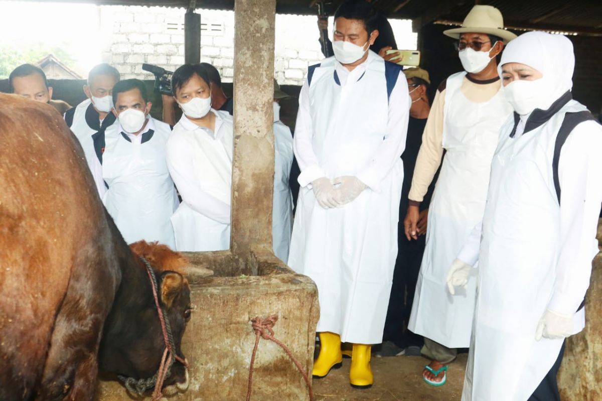 Gubernur Khofifah didampingi Bupati Lamongan saat meninjau peternakan sapi di Lamongan. (Foto: Humas Pemprov Jatim/jatimnow.com)