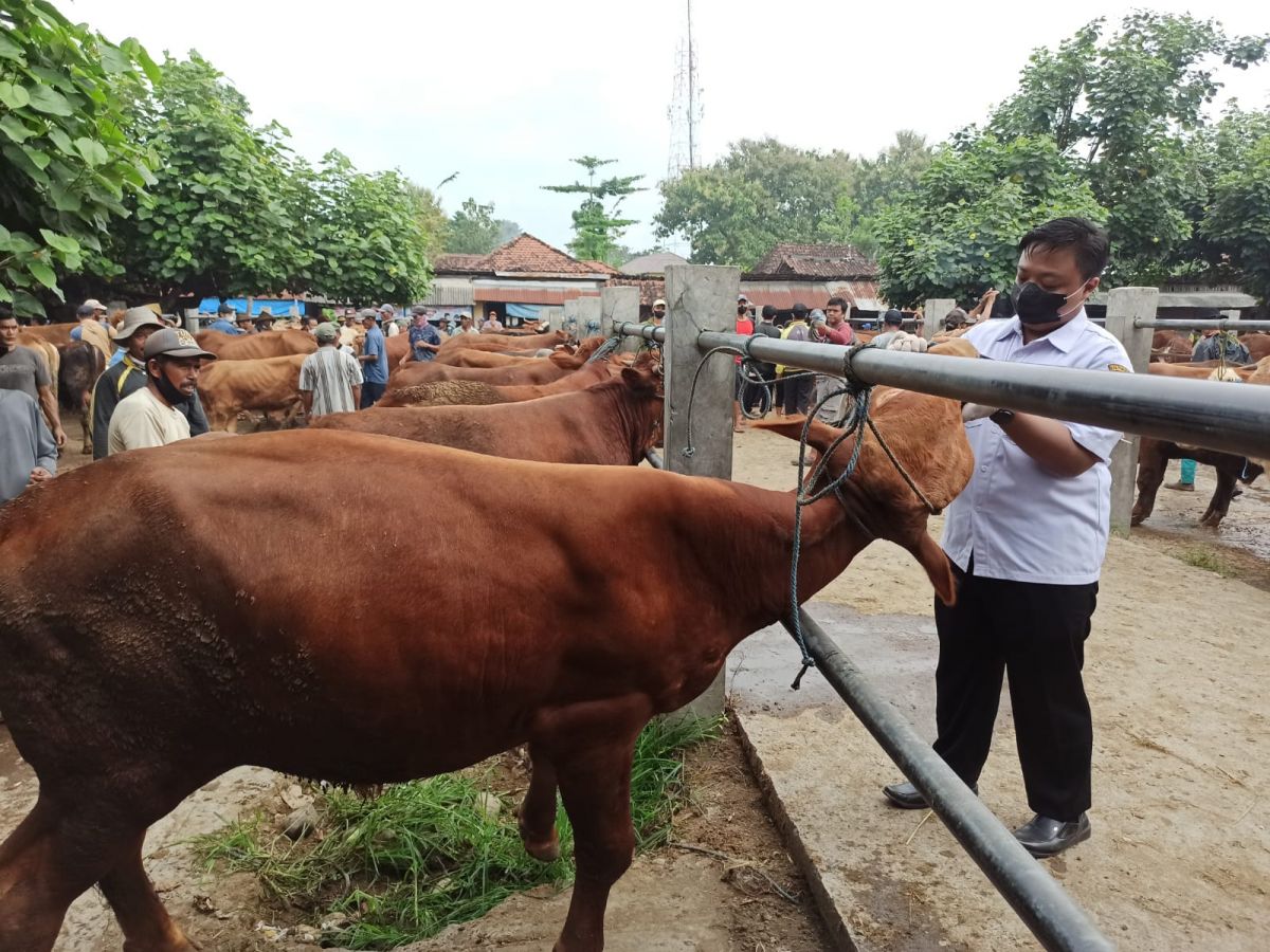 Petugas Dinas Pertanian, Ketahan Pangan dan Perikanan Ponorogi memeriksa sejumlah sapi di pasar hewan antisipasi wabah PMK (Foto: Mita Kusuma/jatimnow.com)