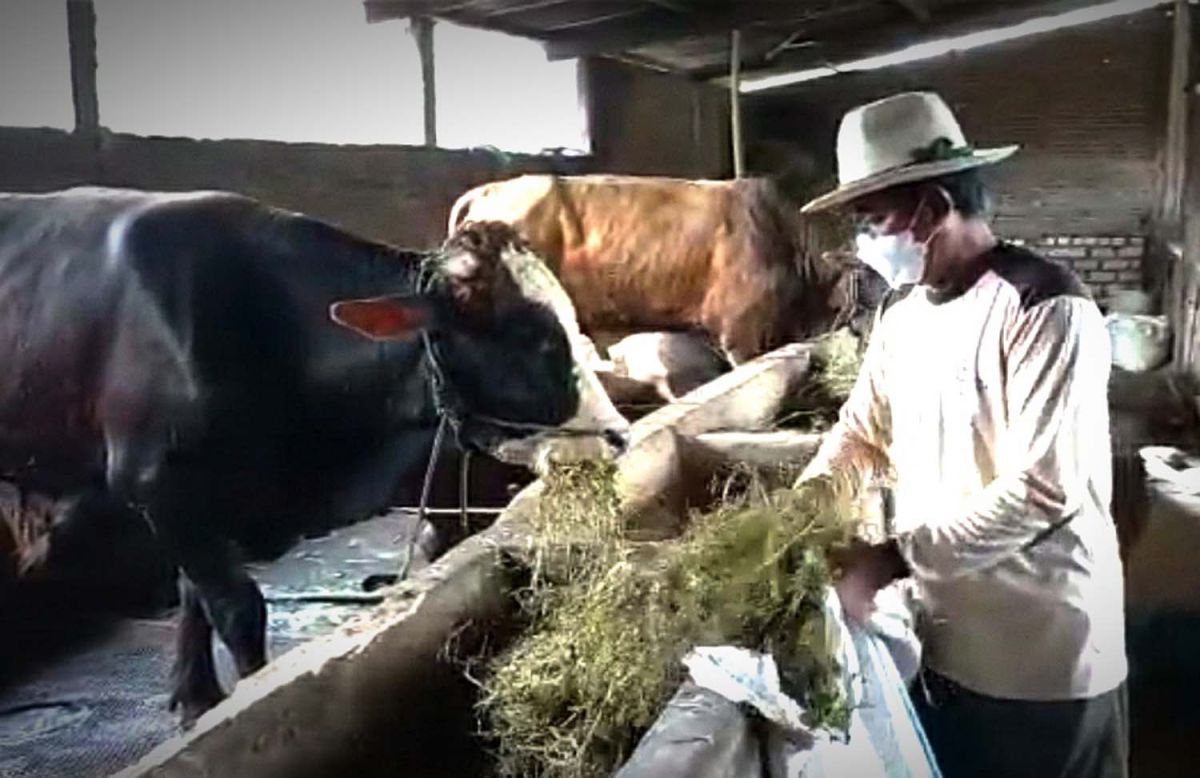 Haji Supar, salah satu peternak sapi di Lamongan yang merasakan dampak wabah PMK (Foto: Eko for jatimnow.com)