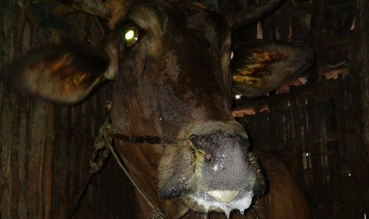 Kondisi sapi yang terkena PMK. (Foto: Dinas Peternakan dan Kesehatan Hewan di Kabupaten Probolinggo for jatimnow.com)