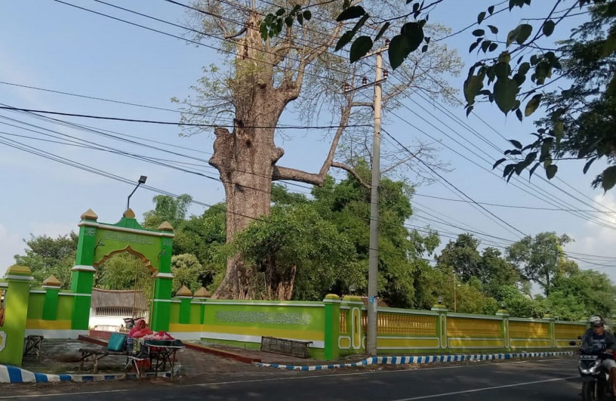 Pohon randu keramat berusia ratusan tahun yang berada di arema pemakaman umum Kelurahan Jrebeng Lor, Kecamatan Kedopok, Kota Probolinggo (Foto: Mahfud Hidayatullah/jatimnow.com)