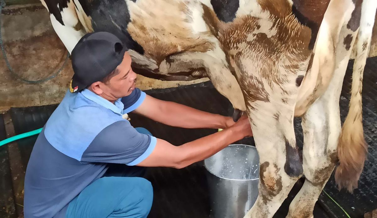 Peternak di Ponorogo membuang susu dari sapi perah terkena gejala mirip PMK (Foto: Mita Kusuma/jatimnow.com)