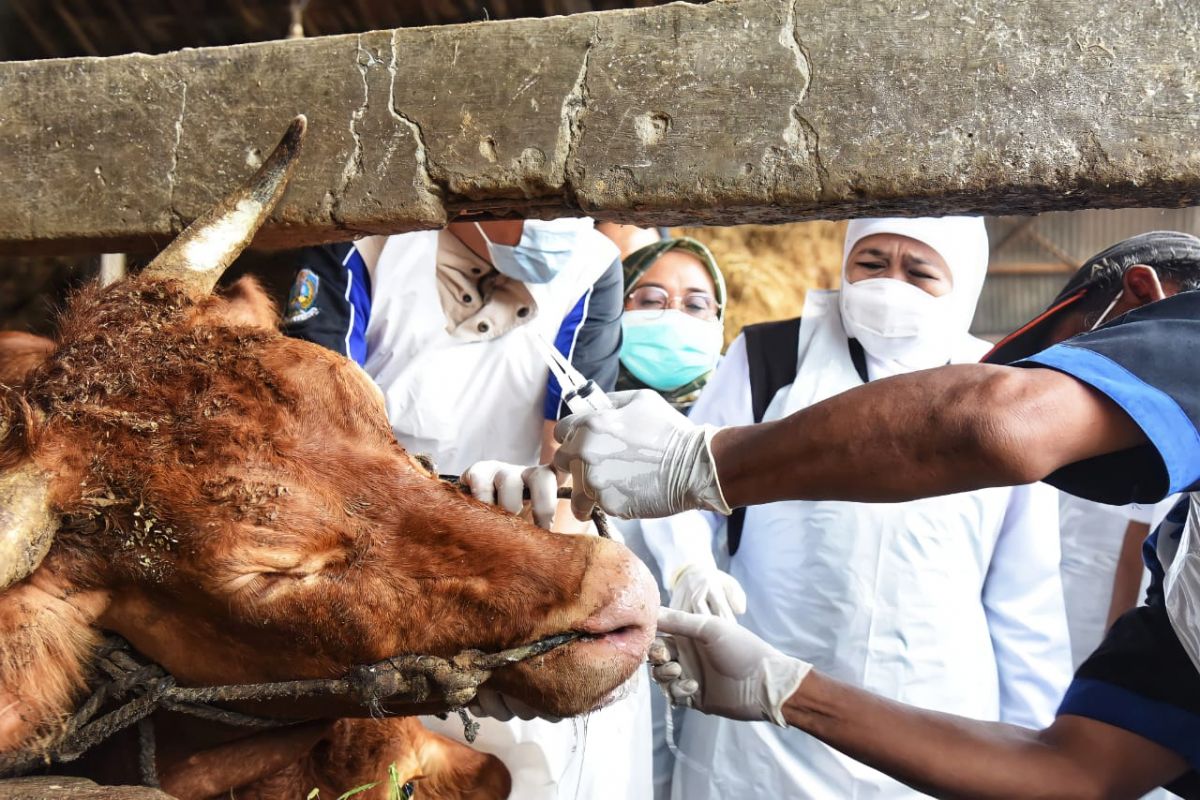 Gubernur Jatim, Khofifah Indar Parawansa saat mengawal pengobatan sapi terinfeksi PMK di Gresik (Foto-foto: Humas Pemprov Jatim)