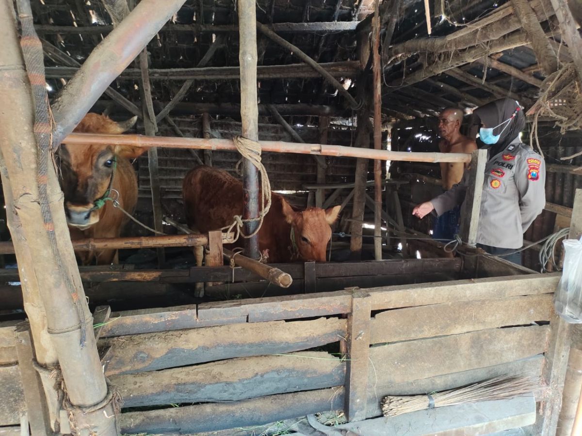 Aiptu Evy Sulistiyowati saat blusukan ke kandang hewan ternak milik warga Kampung Tengket, Kelurahan Mlajah (Foto: Humas Polres Bangkalan for jatimnow.com)