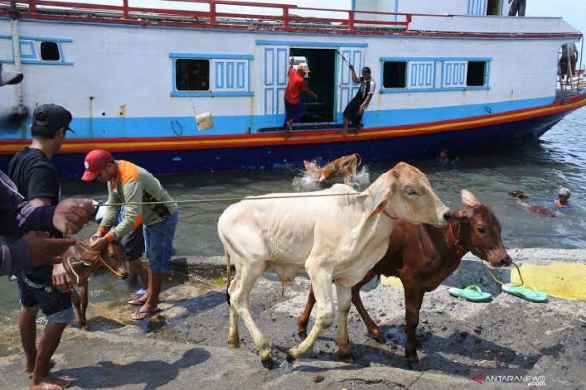 Pengawasan atau patroli pengiriman hewan ternak di Dermaga Sumenep, untuk meminimalisir penyerbaran wabah PMK. (Foto: Ditpolairud Polda Jatim/jatimnow.com)