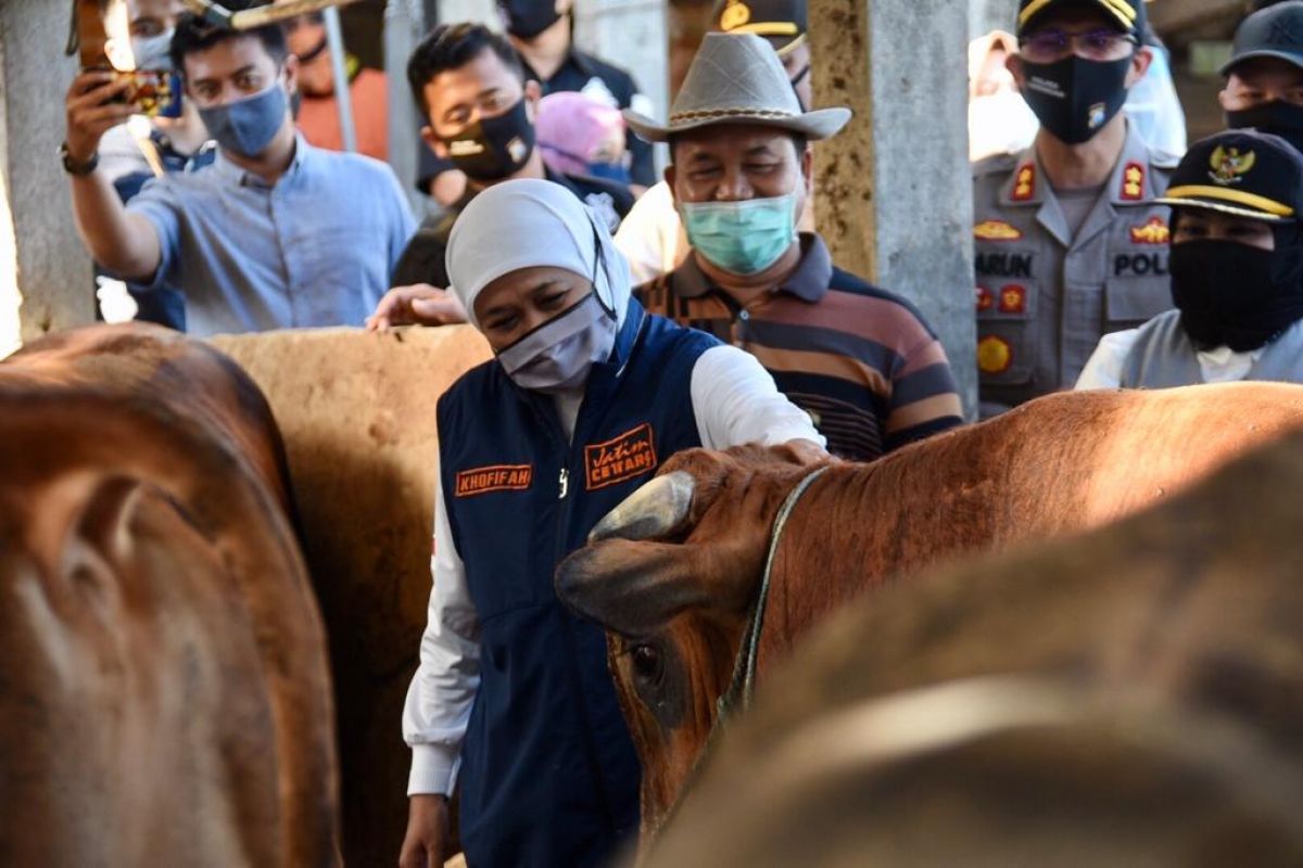 Gubernur Jawa Timur KHofifah saat menengok kondisi sapi. (Foto: Humas Pemprov Jatim for jatimow.com)