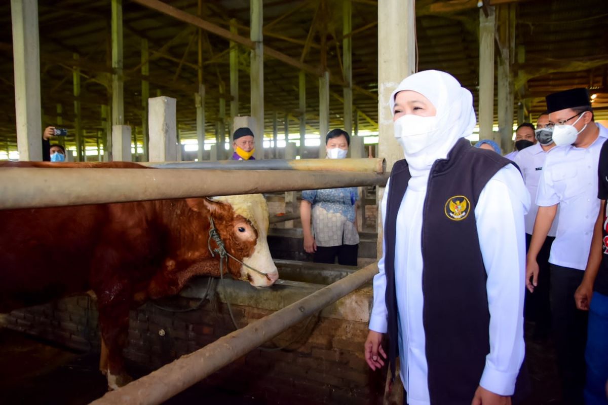 Gubernur Jatim Khofifah Indar Parawansa saat mengunjungi kandang sapi potong siap kurban di Dusun Wonokayun, Desa Wonokarang, Kecamatan Balongbendo, Kabupaten Sidoarjo, Jumat (17/6/2022).(Foto: Humas Pemprov Jatim)
