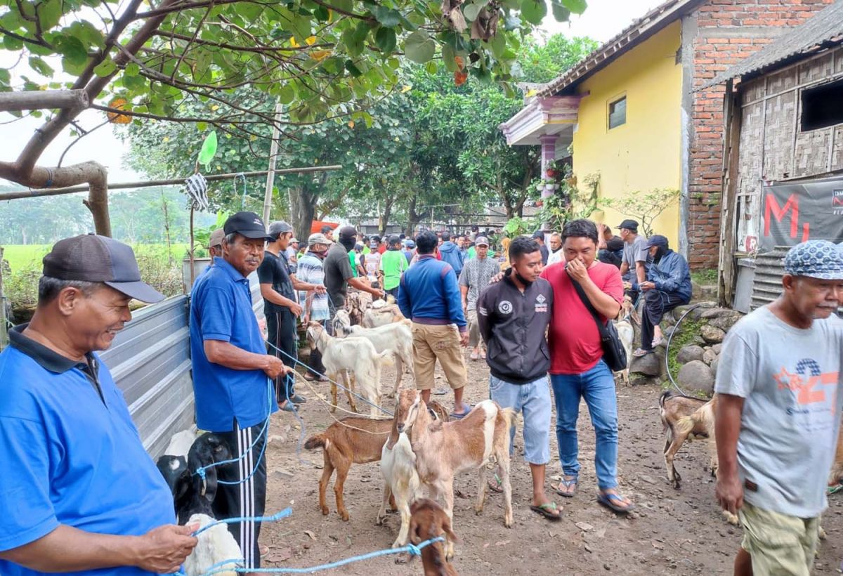 Beberapa pedagang kambing di Ponorogo melakukan aktivitasnya (Foto: Wicaksono for jatimnow.com)